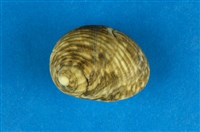 藏品(高腰蜑螺)的圖片